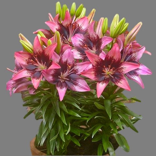 Lilium asiatic 'FantAsiatic Pink Hot Spot' - Aasia liilia 'FantAsiatic Pink Hot Spot' C1/1L
